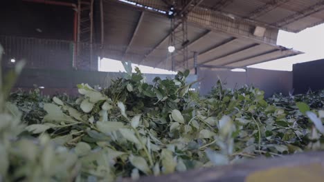 yerba mate tea leaves in warehouse of industrial processing plant, traditional production