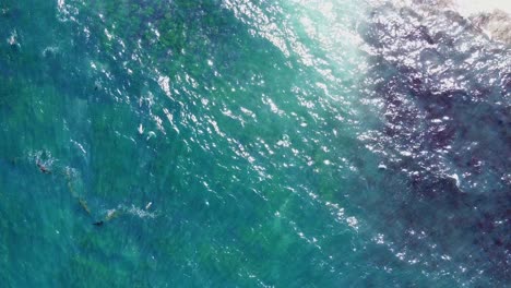 Aerial-view-of-Sea-Lions-swimming-in-the-blue-and-green-ocean-waters-at-La-Jolla,-San-Diego,-California