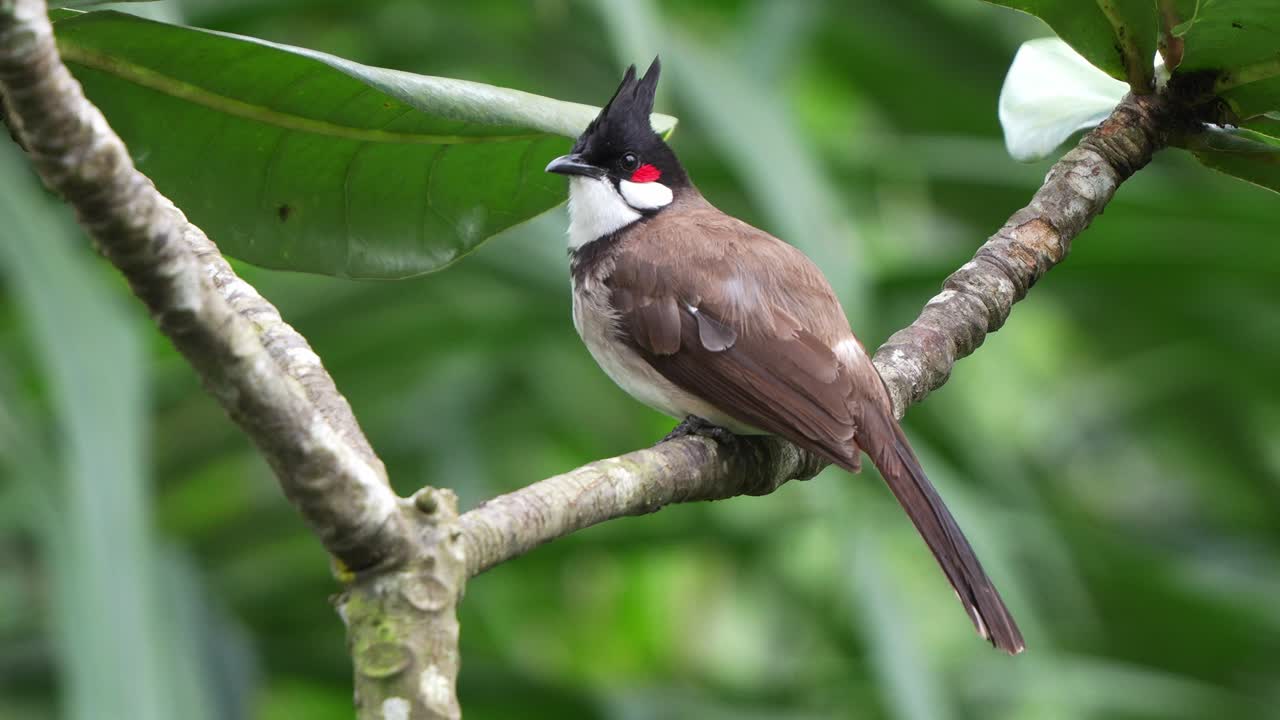 pequeño bulbul de bigotes rojos, pycnonotus jocosus posado en la rama de un árbol, vagando por los alrededores, chirriando y cantando en el bosque, extendiendo sus alas y volando lejos al final, tiro de cerca