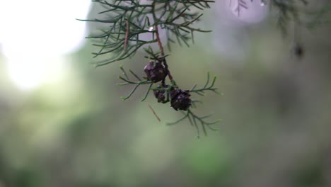 fruit of spruce tree with raindrops on cloudy day