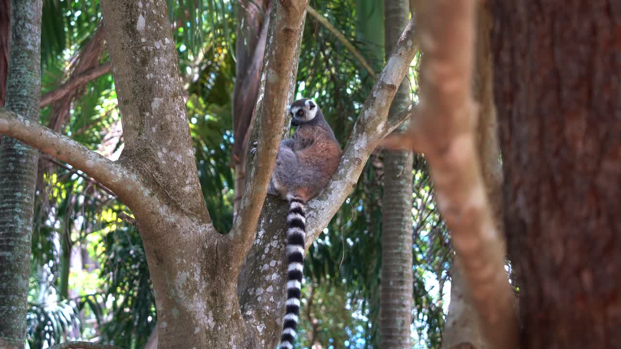 exótico lémur de cola anillada, lémur catta endémico de la isla de madagascar con larga cola rayada en blanco y negro colgando del árbol, descansando y relajándose en la horquilla del árbol en su hábitat natural
