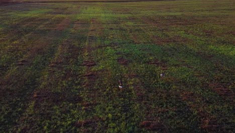 Aerial-view-at-two-European-roe-deer-eating-calm-at-open-field-in-sunny-autumn---winter-day,-golden-hour,-wide-angle-establishing-drone-tilt-down-shot-moving-forward