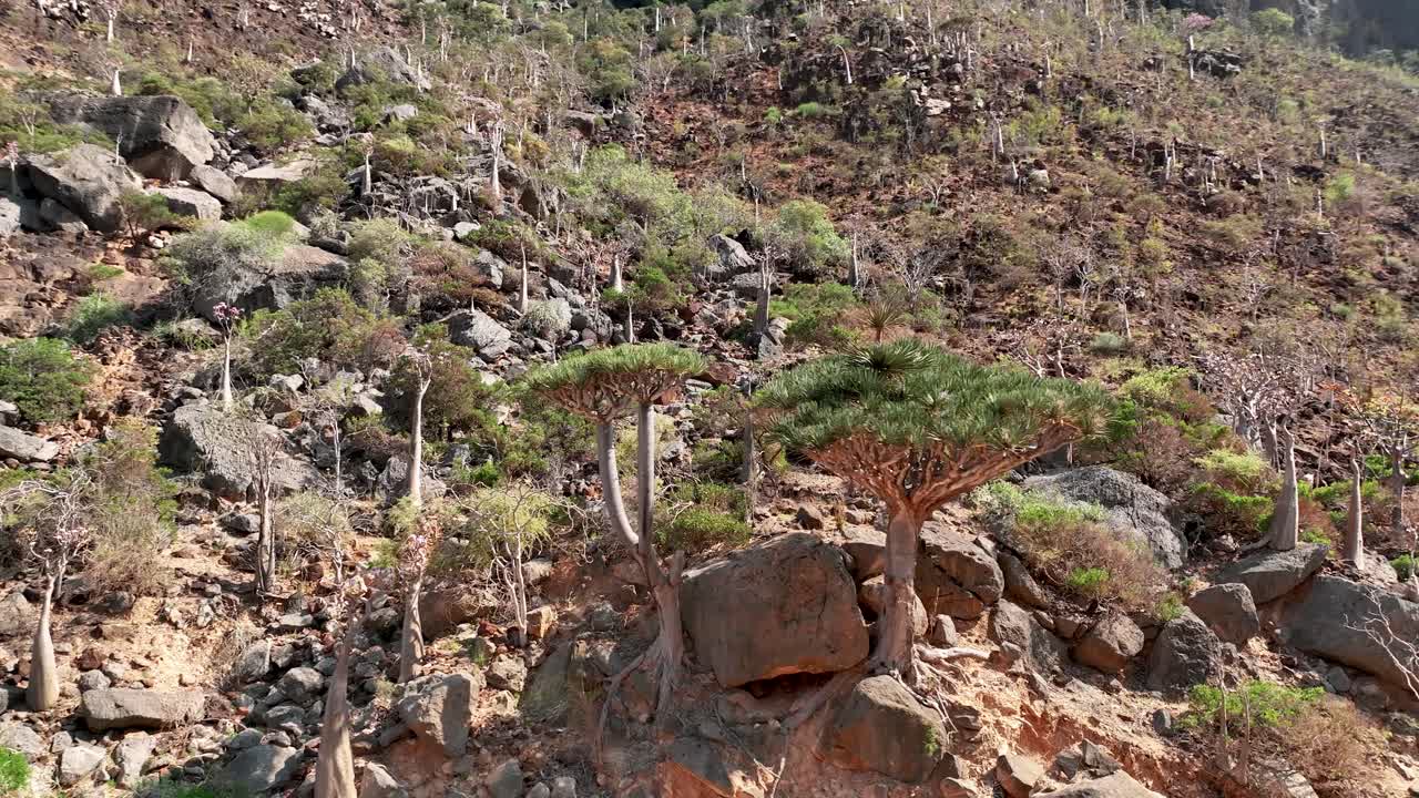 árboles de sangre de dragón en los cañones de wadi dirhur en la isla de socotra, yemen