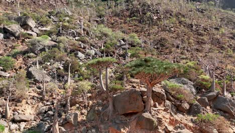 dragon blood trees at wadi dirhur canyons in socotra island, yemen