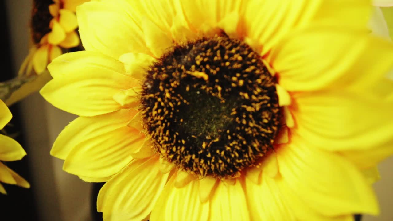 girasol sintético inclinado hacia arriba 30 fps