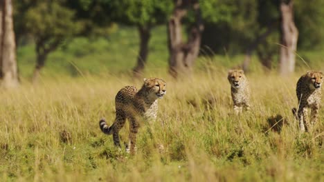 Slow-Motion-of-Cheetah-Family-Walking-in-Long-Savanna-Grass-in-Masai-Mara,-Kenya,-Africa,-African-Wildlife-Safari-Animals-in-Maasai-Mara,-Amazing-Beautiful-Animal-in-Savannah-Landscape-Scenery