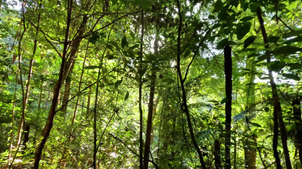 빛이 밀집한 숲의 잎자루를 고