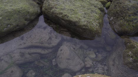 sydney, australia - a steady lake water surrounded with rocks full of moss - close up shot