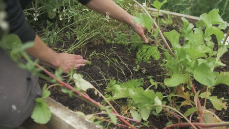 Trasplantar-Zanahorias-Diminutas-En-Una-Cama-De-Jardín-Elevada