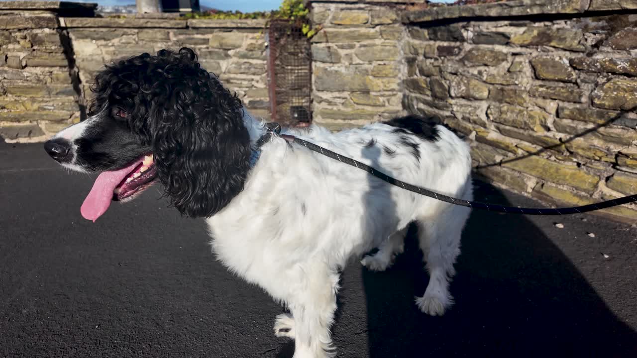 English Springer Spaniel dog happily standing on a sunny promenade by a stone wall