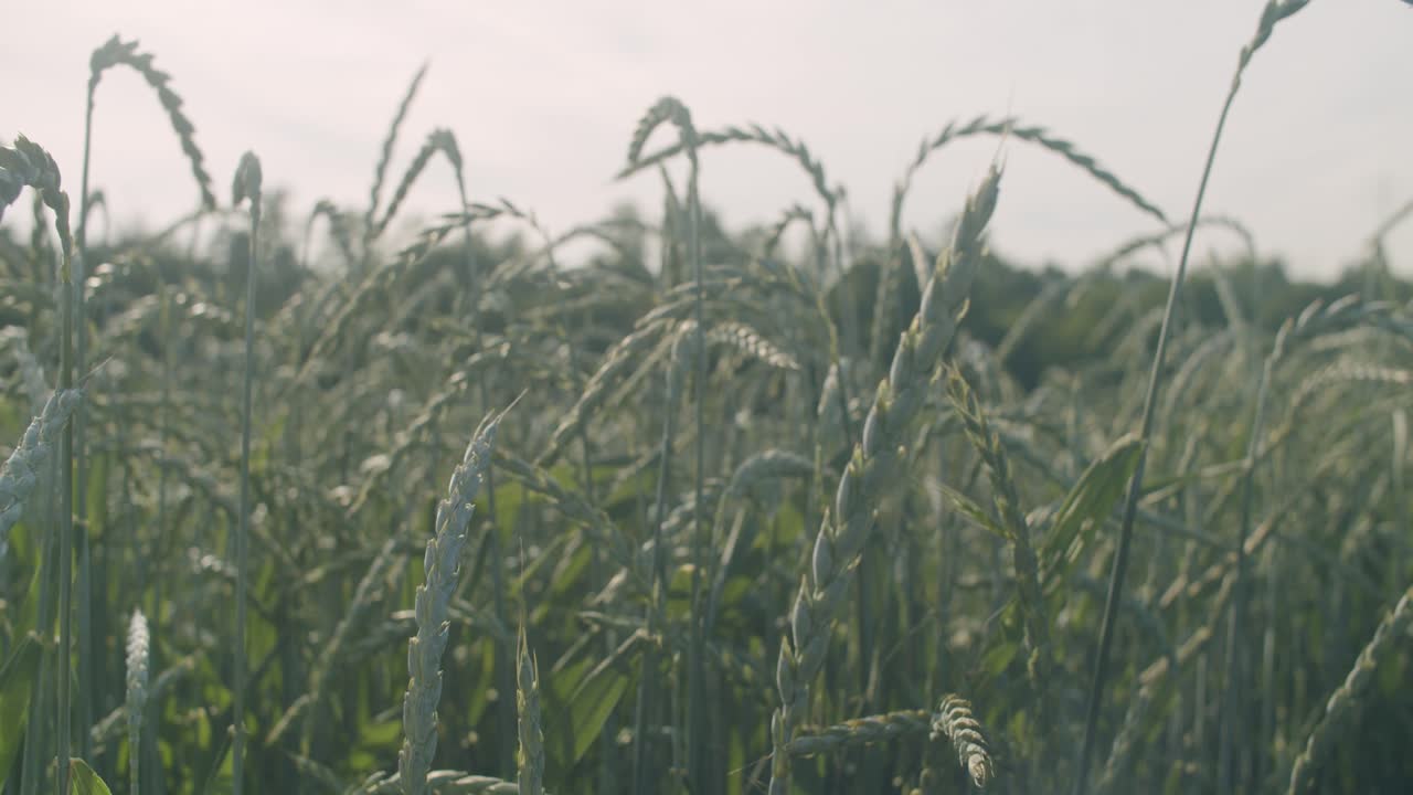 석양에 푸른 밀밭