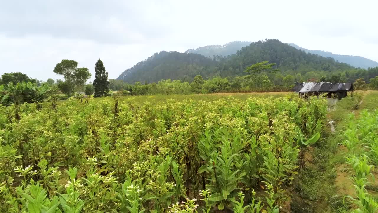 Java countryside, green fields of tropical vegetable plantation aerial view