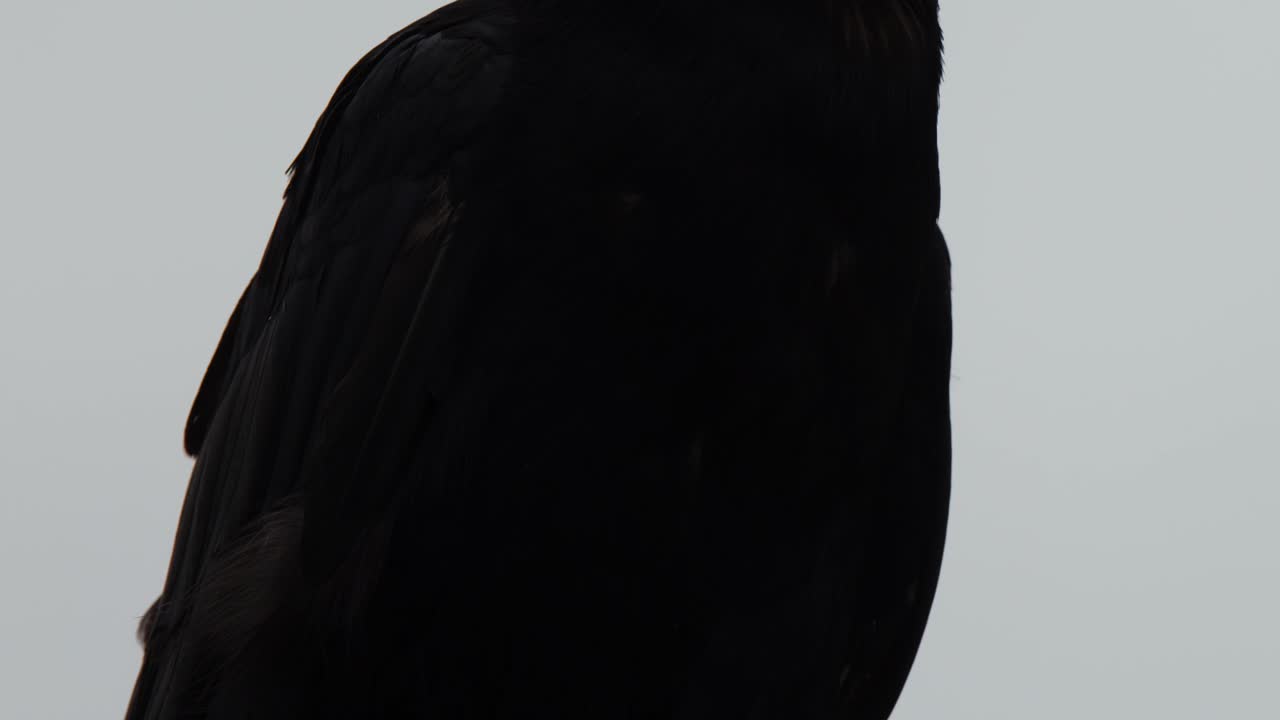Corvo