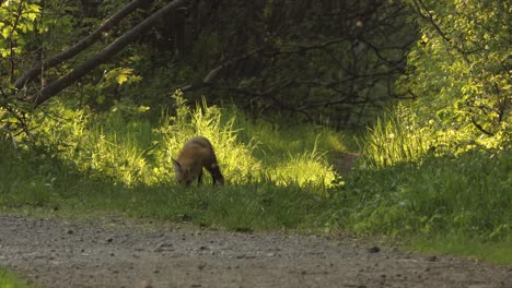 Fuchs-Jagt-Ein-Beute-Eichhörnchen,-Ein-Fleischfressendes-Säugetier-Geht-In-Der-Sonne-Durch-Den-Grünen-Wald-Des-Graslandes,-Um-Es-Zu-Fressen,-Ein-Wilder-Hund-Zwischen-Insekten-Und-Natürlichen-Bäumen,-Der-Sich-Instinktiv-In-Toronto,-Kanada,-Versteckt