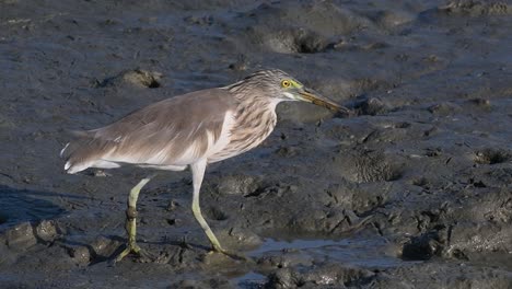 One-of-the-Pond-Herons-found-in-Thailand-which-display-different-plumages-according-to-season