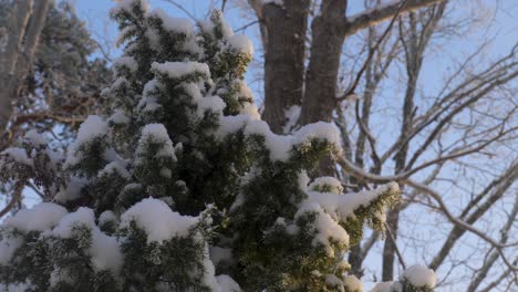 close-ups of a snowy christmas tree, fir