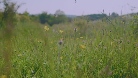 Wild-British-green-grass-meadow-blowing-in-the-wind