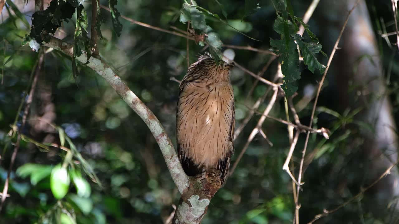 búho pez buffy, ketupa ketupu mirando intensamente a la derecha y luego de repente gira a la izquierda sobre su hombro y luego mira hacia el frente, parque nacional khao yai, tailandia