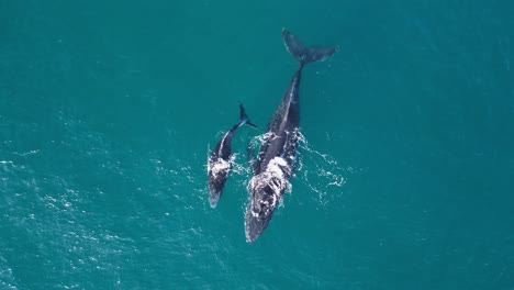 una ballena jorobada madre deja salir un gran chorro de agua después de dar a luz a un ternero recién nacido