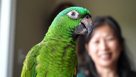 a vibrant green parrot captivating attention in close-up with a human in the background smiling softly, showcasing the bond between humans and pets