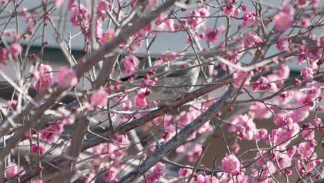 Brown-eared-Bulbul-Hockt-Auf-Dem-Zweig-Eines-Pflaumenbaums-In-Der-Nähe-Von-Tokio,-Japan---Nahaufnahme