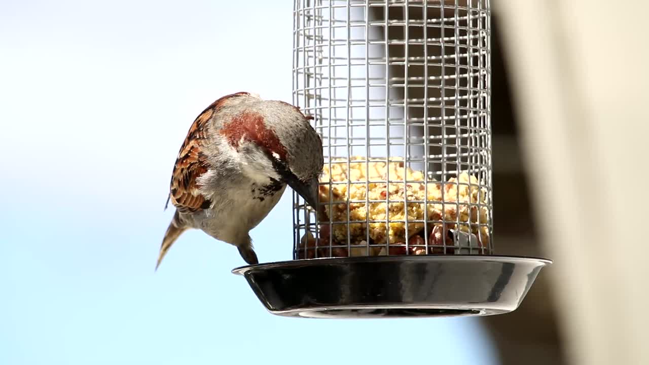 House sparrow in outdoor grabbing food from feeding cage.Closeup of one Eurasian tree sparrow bird perched on hanging suet cake feeder cage mounted on window.