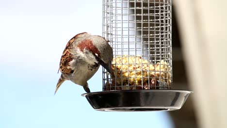 house sparrow in outdoor grabbing food from feeding cage.closeup of one eurasian tree sparrow bird perched on hanging suet cake feeder cage mounted on window.