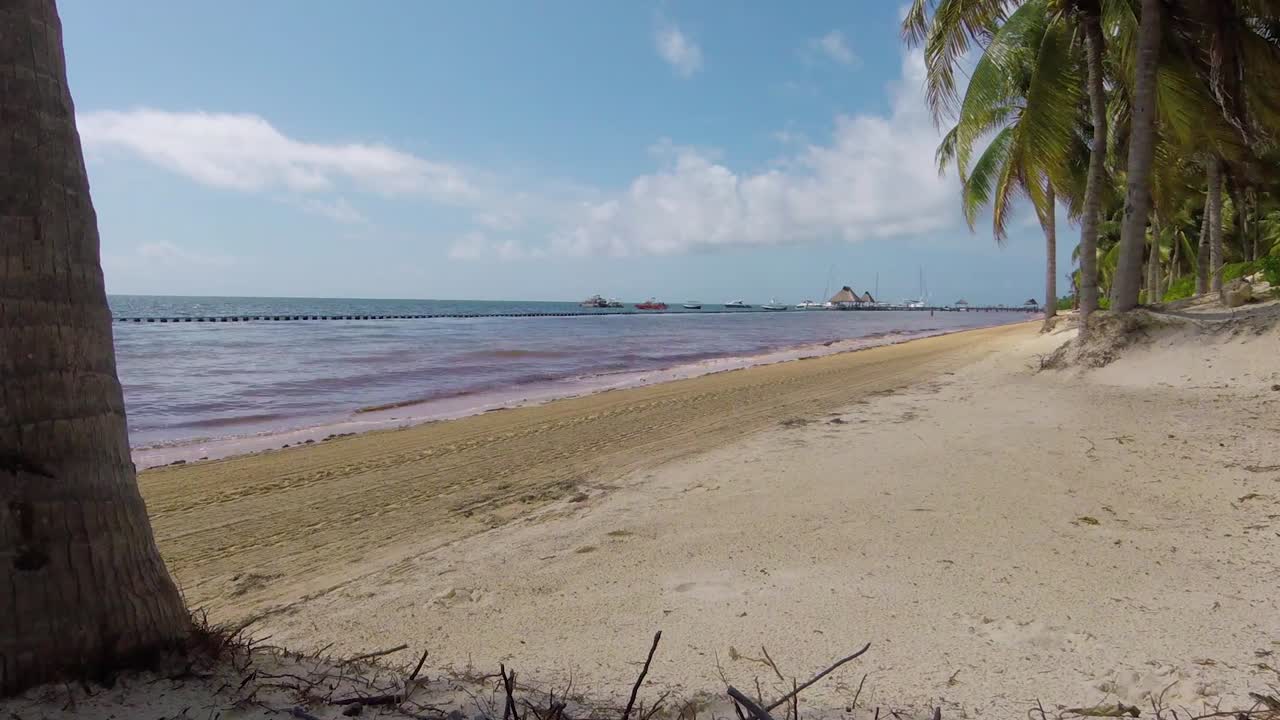 olas de marea baja en la playa con algunas algas