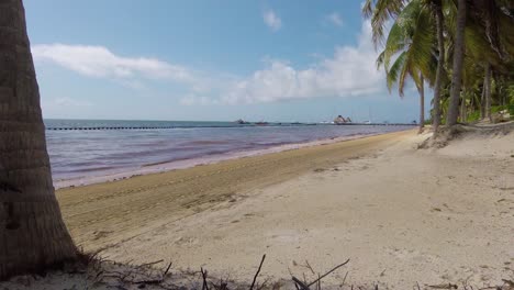 olas de marea baja en la playa con algunas algas