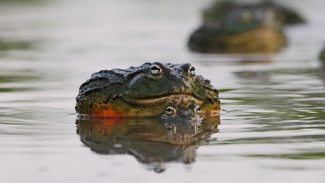 pair of african bullfrog mating in the pond with diffuse reflection