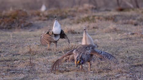 dos gallinas de cola afilada realizan una danza para sus parejas en la pradera matutina lek
