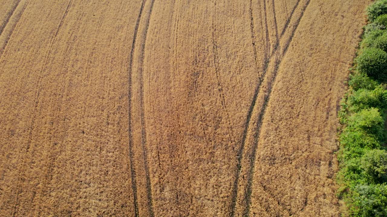 vista aérea de los picos dorados naturales del trigo maduro