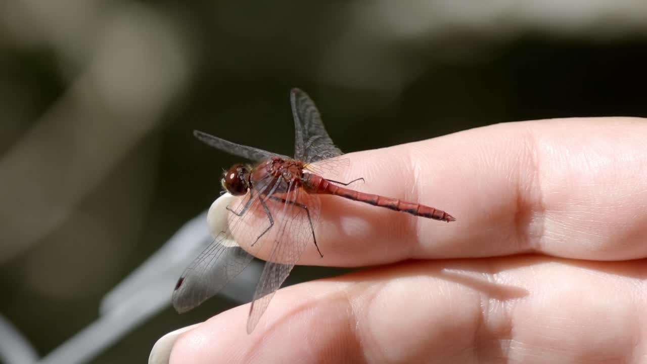 Beautiful red dragonfly resting on a person's finger. A close-up of nature