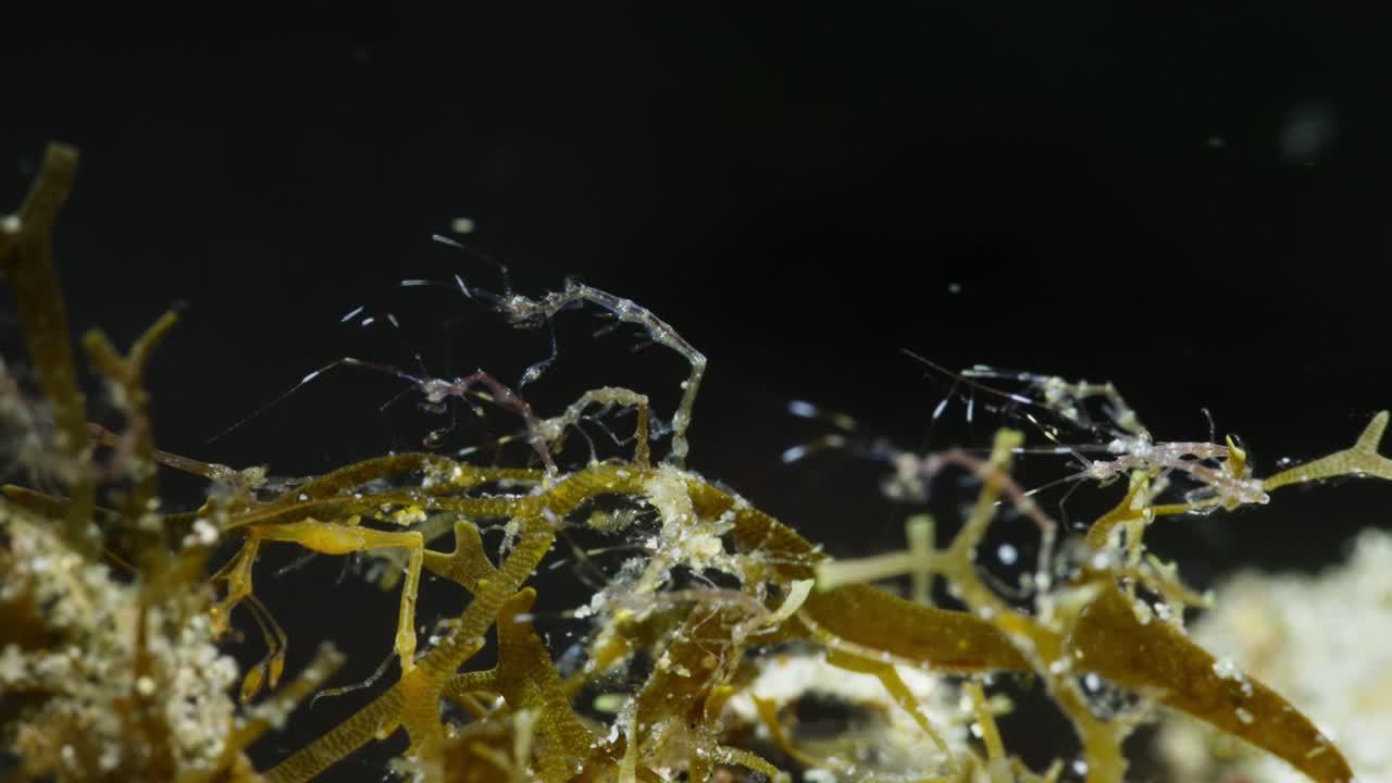 un grupo de camarones esqueléticos en algas