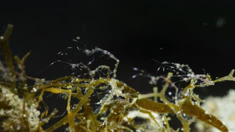 A-group-Skeleton-Shrimp-on-algae