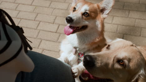 persoon die met haar honden speelt