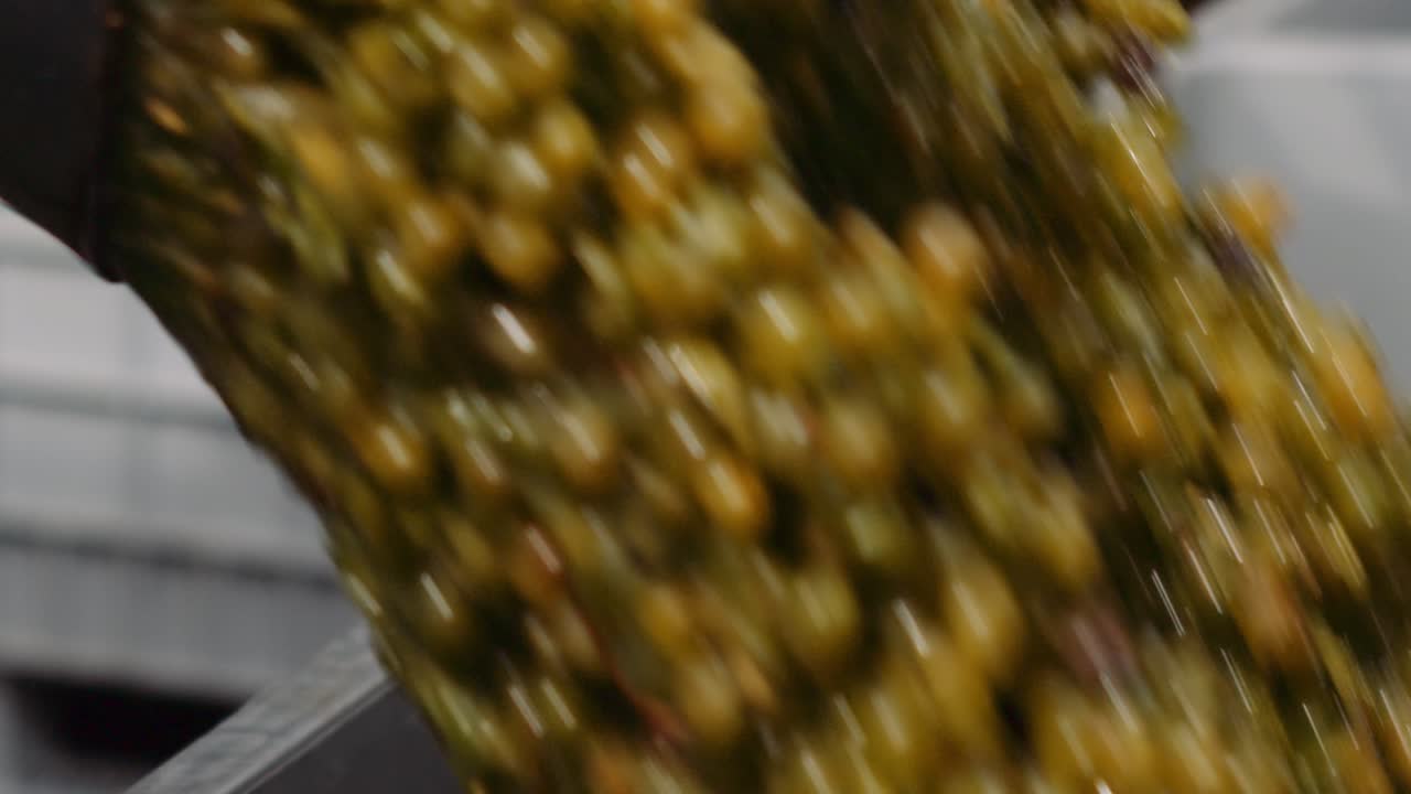 Harvested white wine grapes transferred to grape bin, close-up slowmo