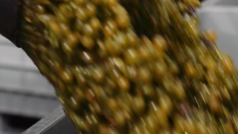 harvested white wine grapes transferred to grape bin, close-up slowmo