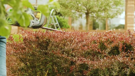 gardener trimming hedge in green park with electric trimmer for hedge. worker shaping bushy fence in the garden. cutting shrub plant with orange electric trimmer in the backyard.