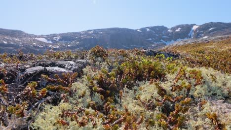 Arctic-Tundra-lichen-moss-close-up.-Found-primarily-in-areas-of-Arctic-Tundra,-alpine-tundra,-it-is-extremely-cold-hardy.-Cladonia-rangiferina,-also-known-as-reindeer-cup-lichen.