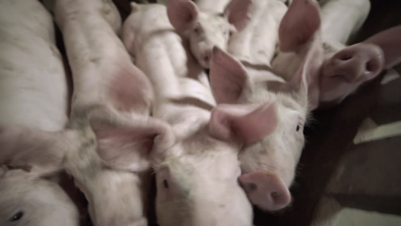 Piglets looking at camera in intensive farming