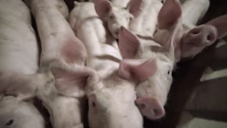 piglets looking at camera in intensive farming