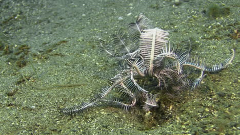 Underwater-shot-of-a-feather-star-walking-during-daylight-over-sandy-seabed