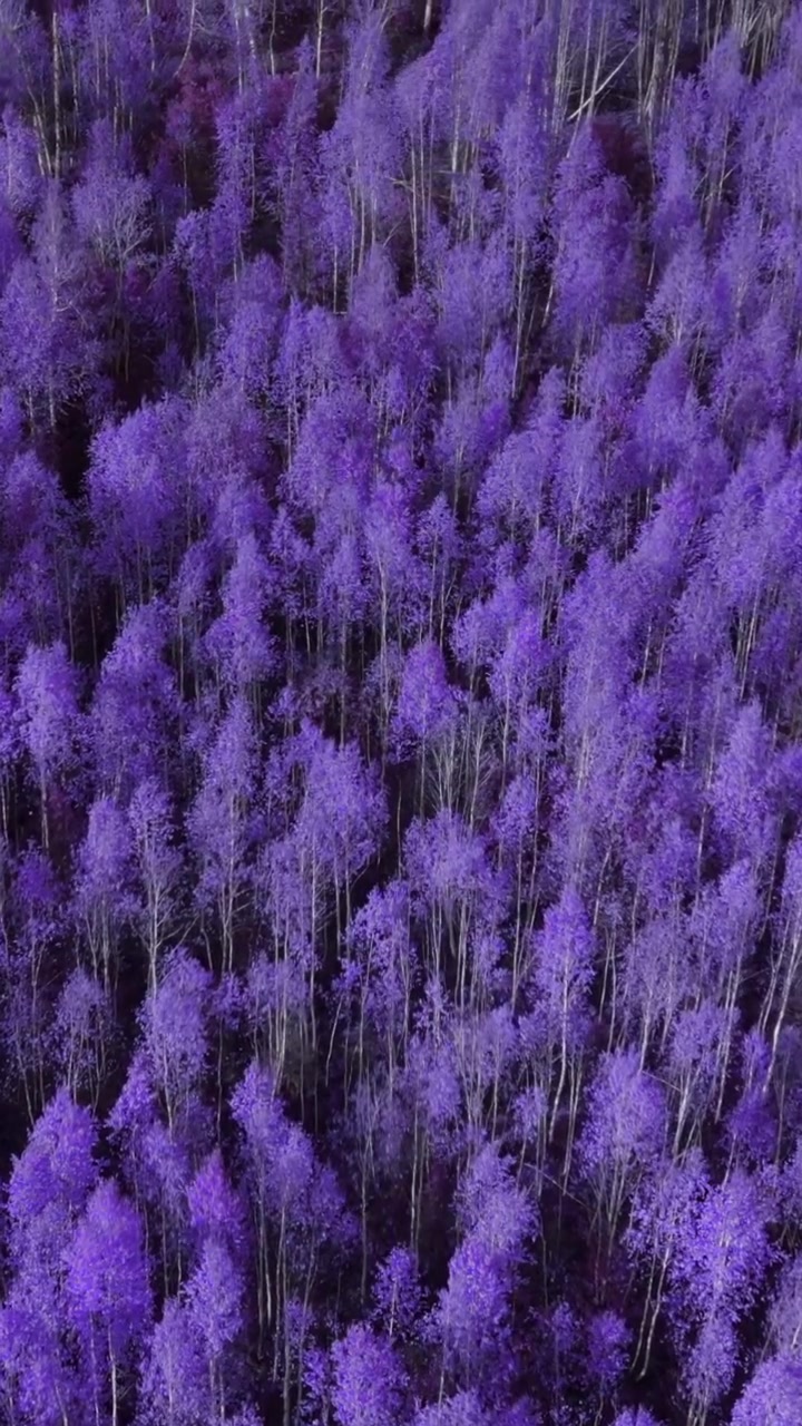 Flyfoto ovenfra av tett skog med levende lilla tretopper og nakne stammer, som skaper en surrealistisk, abstrakt naturtekstur for bakgrunner og designbruk.