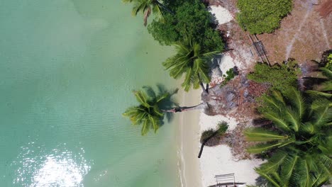 Hombre-Tendido-En-Una-Palmera-Sobre-El-Mar-Tropical,-Ascendiendo-De-Arriba-Hacia-Abajo-Vista-Aérea