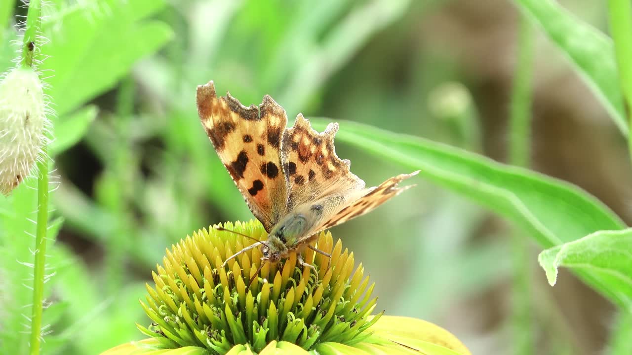 Comma butterfly enjoying the nectar of a yellow coneflower