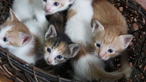 5 cute kittens inside a basket looking at something in almost syncronized move