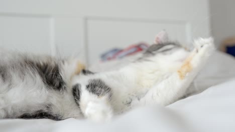 close up of fluffy cute cat rolling on white sheet bed, scratches head