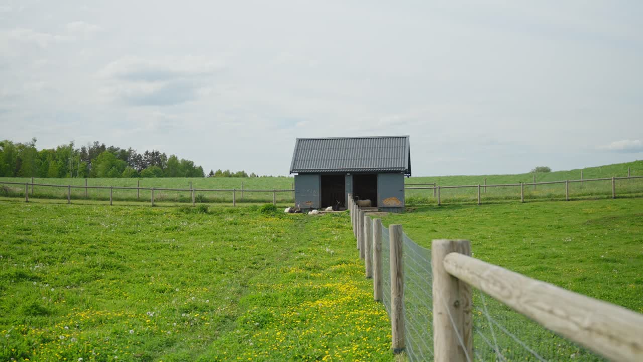 Dolly in over green pasture with yellow wildflowers toward small barn where Valais Blackneck goat and Valais Blacknose sheep rest near fence under bright sky, rural spring landscape, horizontal