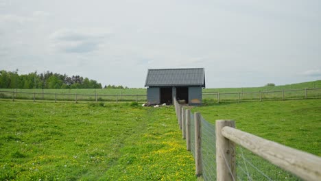 dolly in over green pasture with yellow wildflowers toward small barn where valais blackneck goat and valais blacknose sheep rest near fence under bright sky, rural spring landscape, horizontal